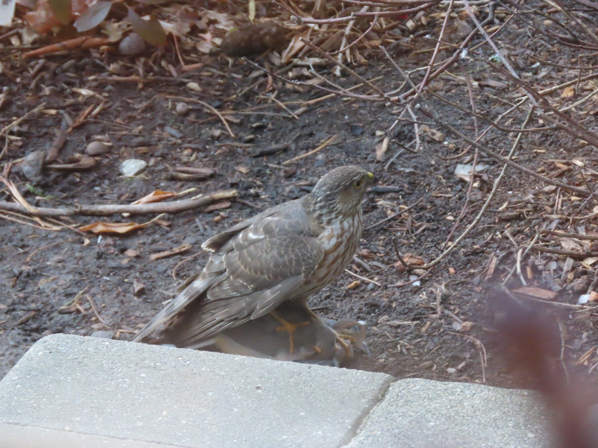 Sharp-shinned Hawk - ML646316638