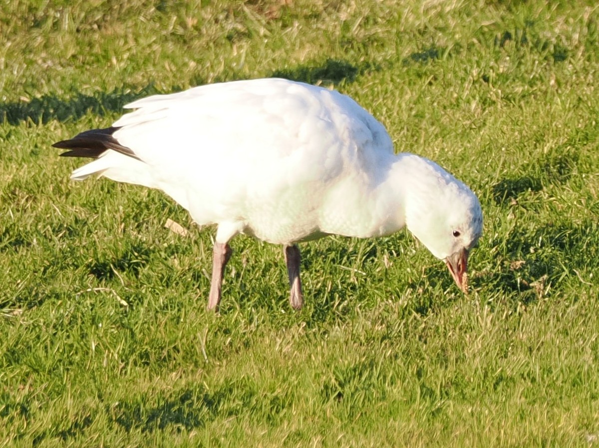 Ross's Goose - ML646316639