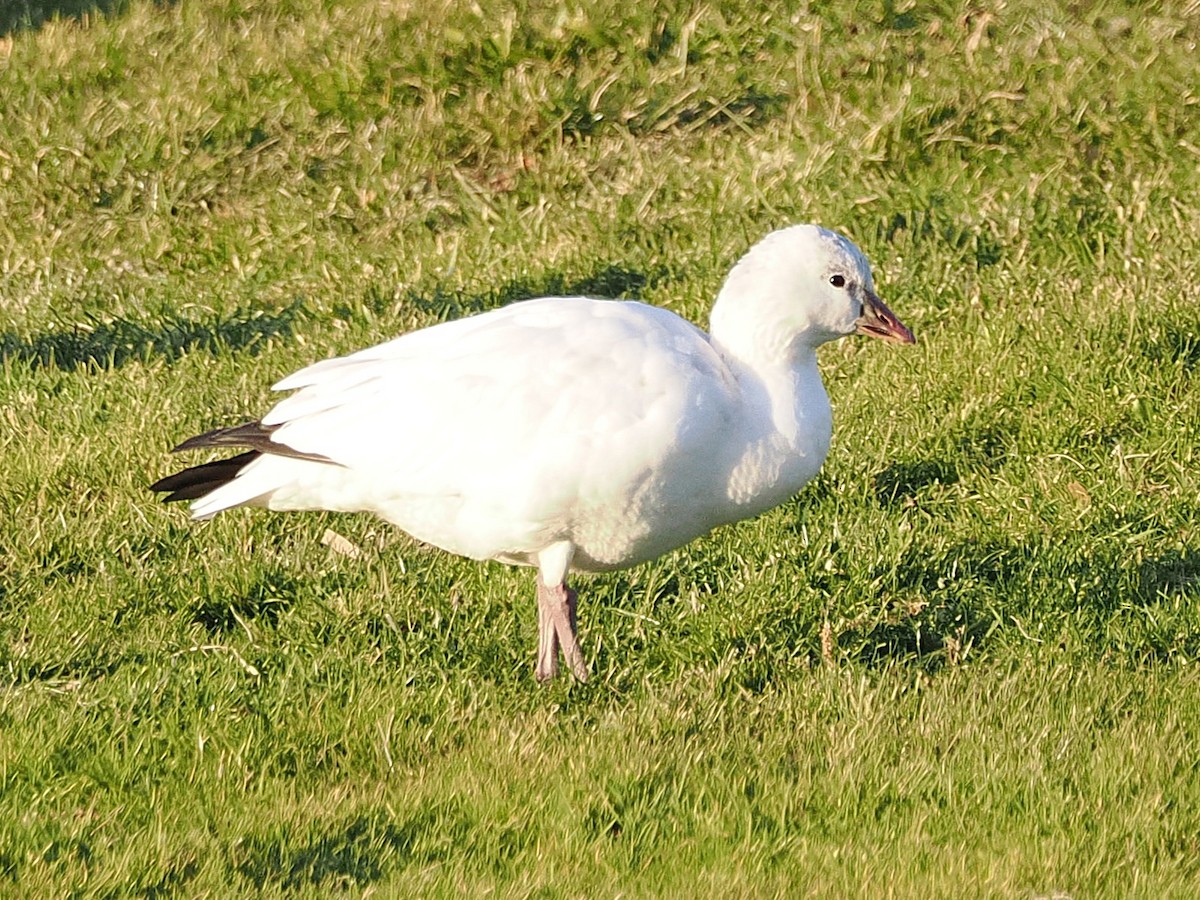 Ross's Goose - ML646316640