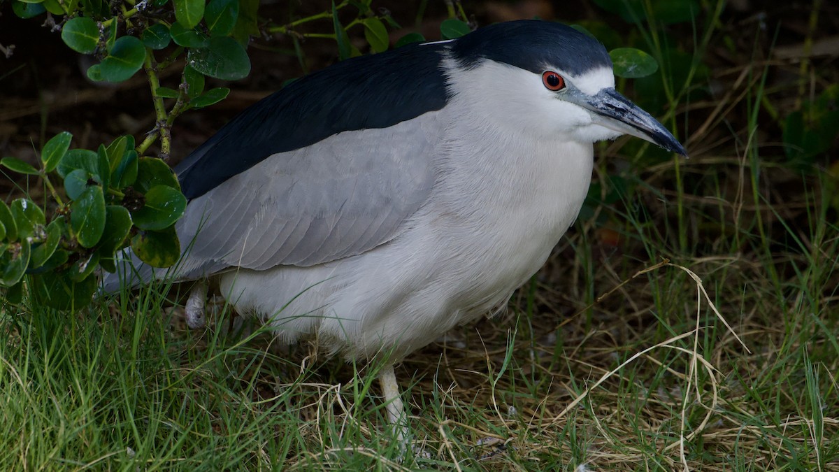 Black-crowned Night Heron - ML646316641