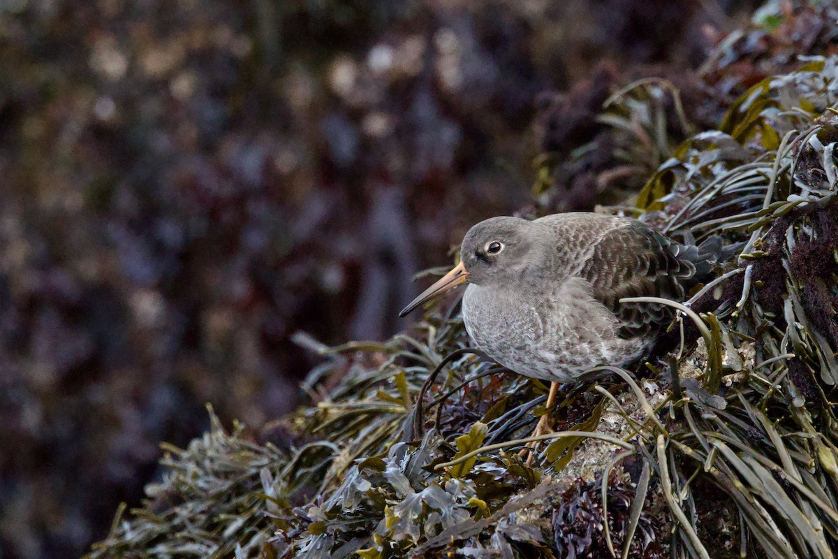 Purple Sandpiper - ML646316642