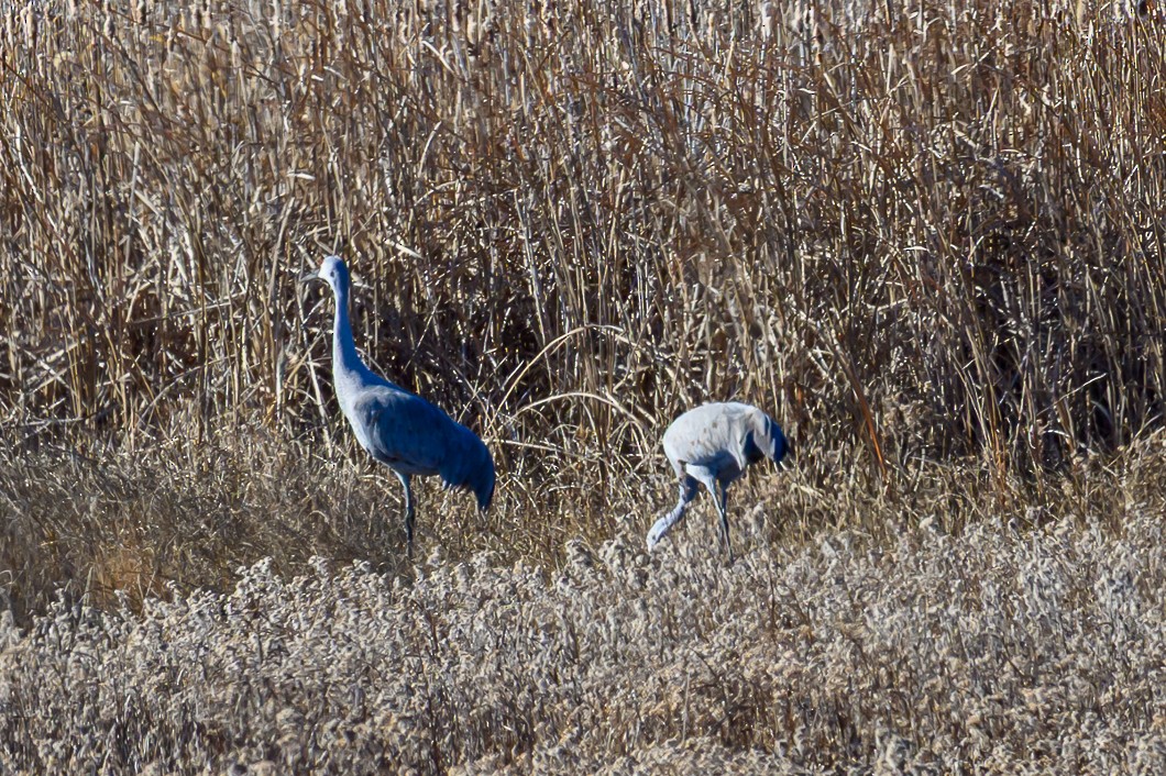 Sandhill Crane - ML646316643