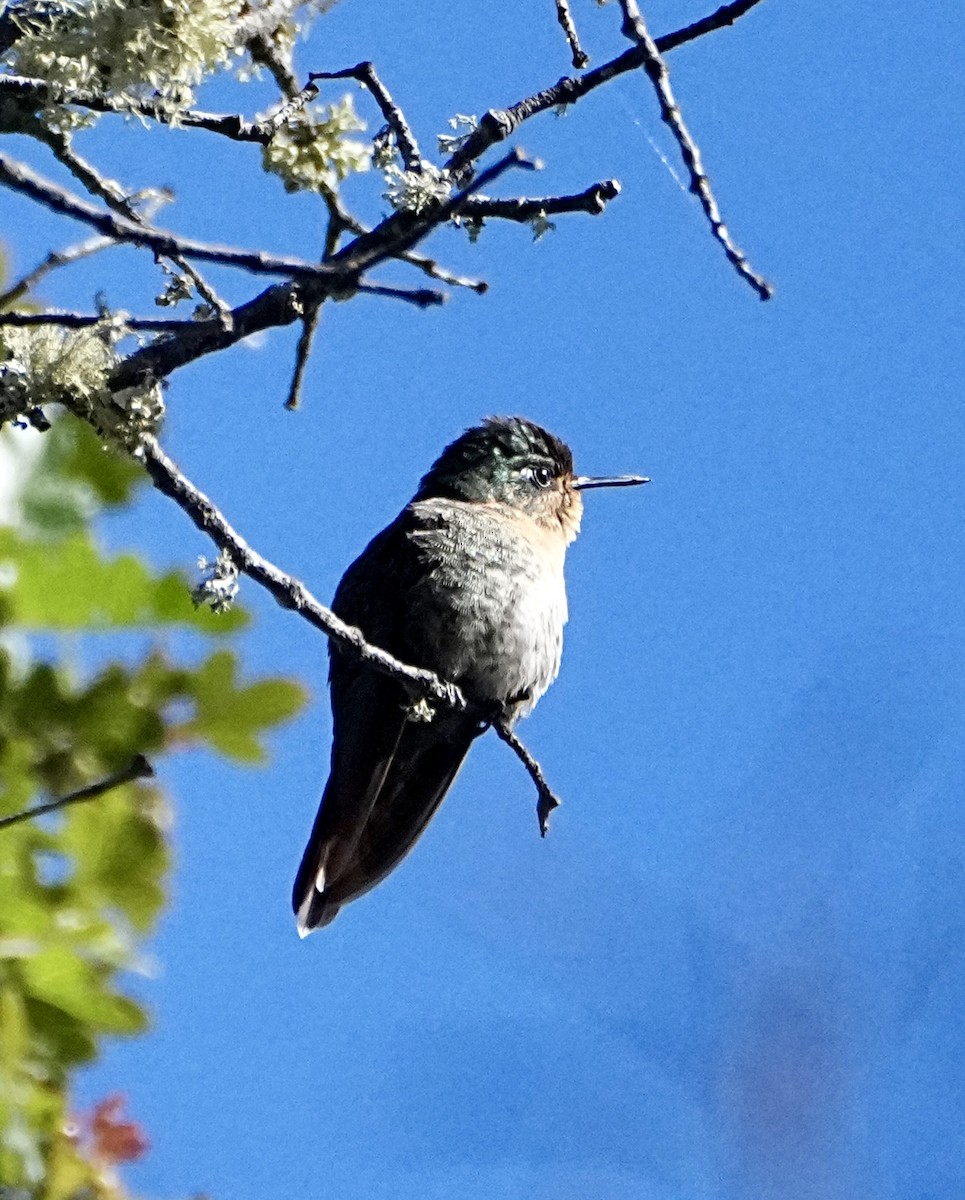 Perija Metaltail - ML646316644