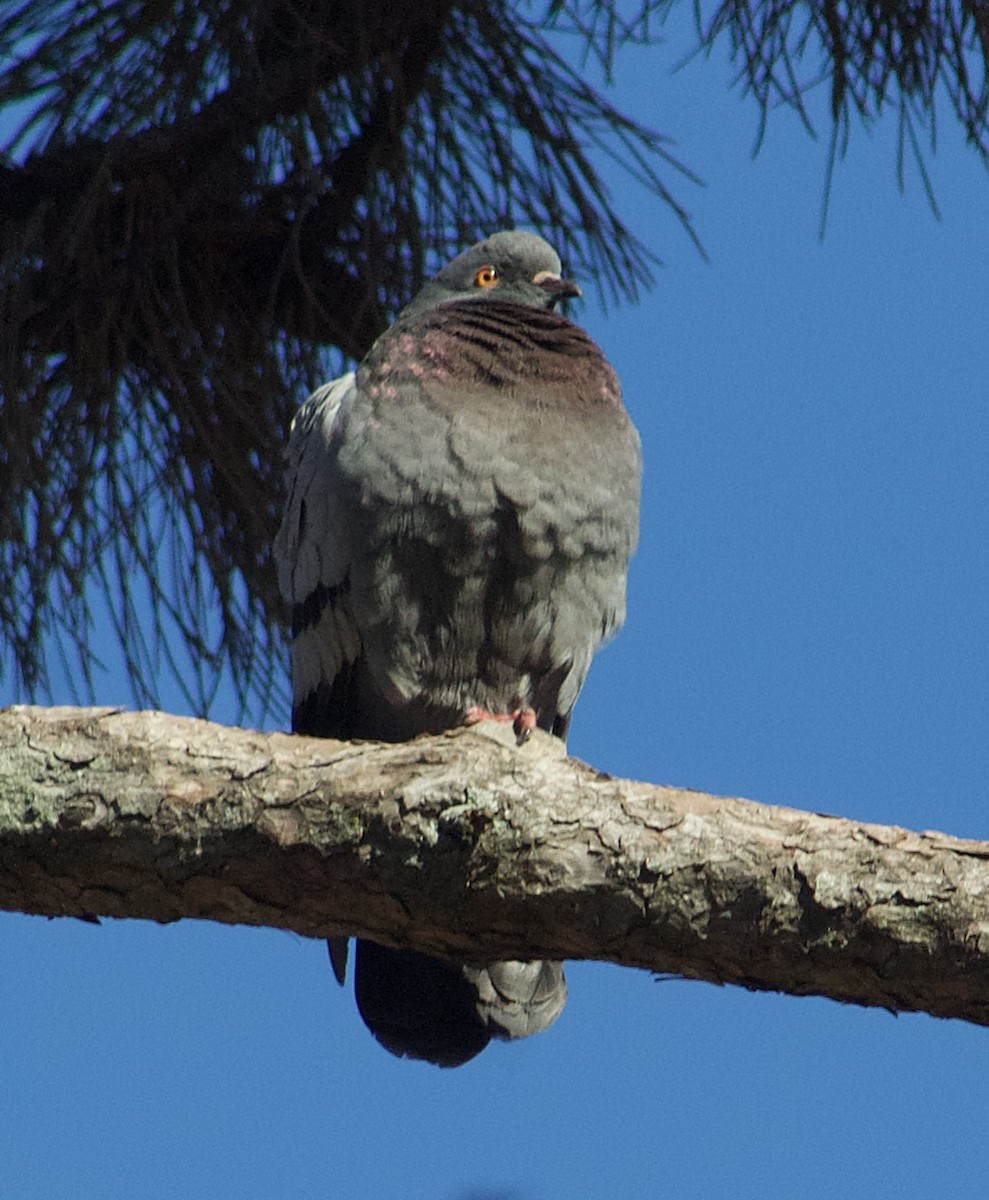 Rock Pigeon (Feral Pigeon) - ML646316645
