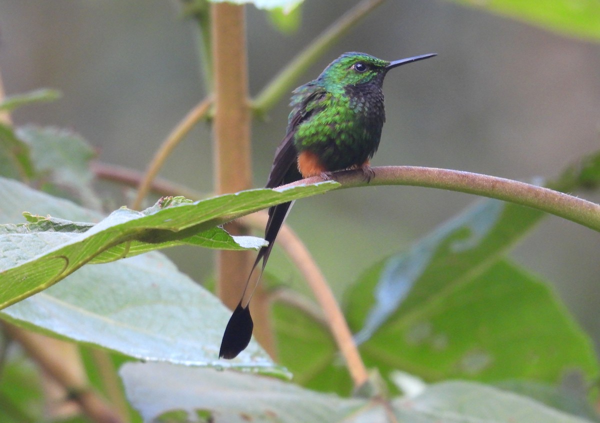 Peruvian Racket-tail - ML646316646