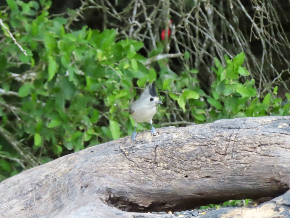 Black-crested Titmouse - ML646316647