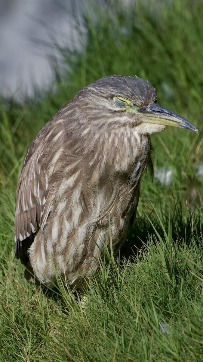 Black-crowned Night Heron - ML646316648