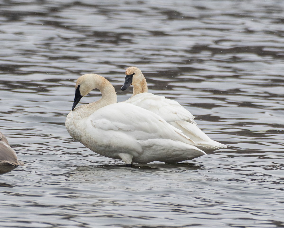 Trumpeter Swan - ML646316649