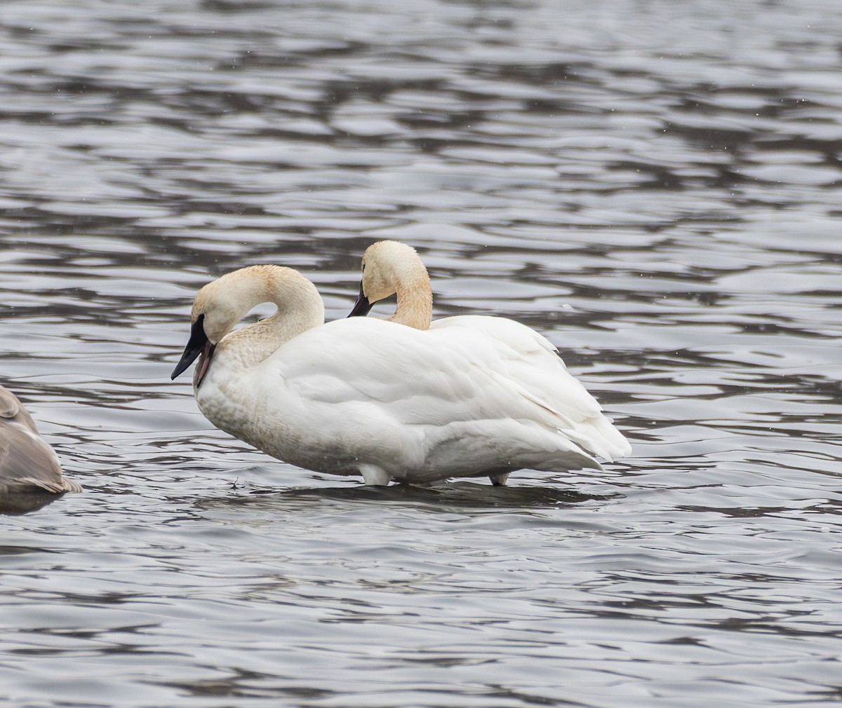 Trumpeter Swan - ML646316650