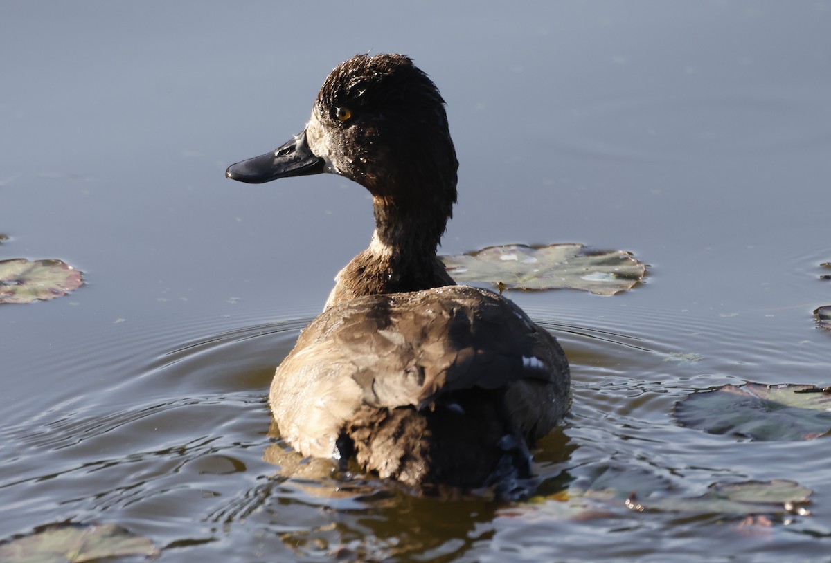 Lesser Scaup - ML646316651