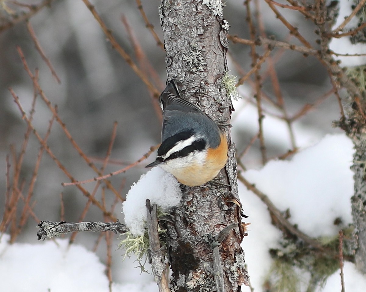 Red-breasted Nuthatch - ML646316652