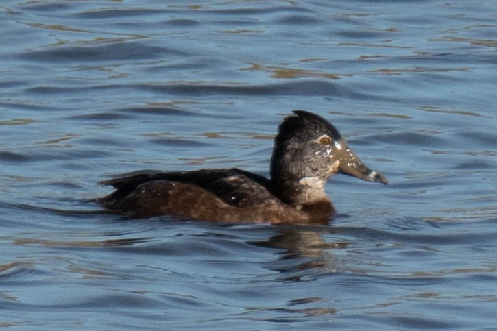 Ring-necked Duck - ML646316655