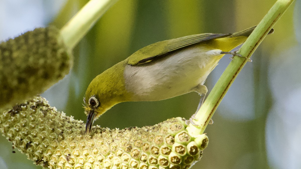 Swinhoe's White-eye - ML646316657