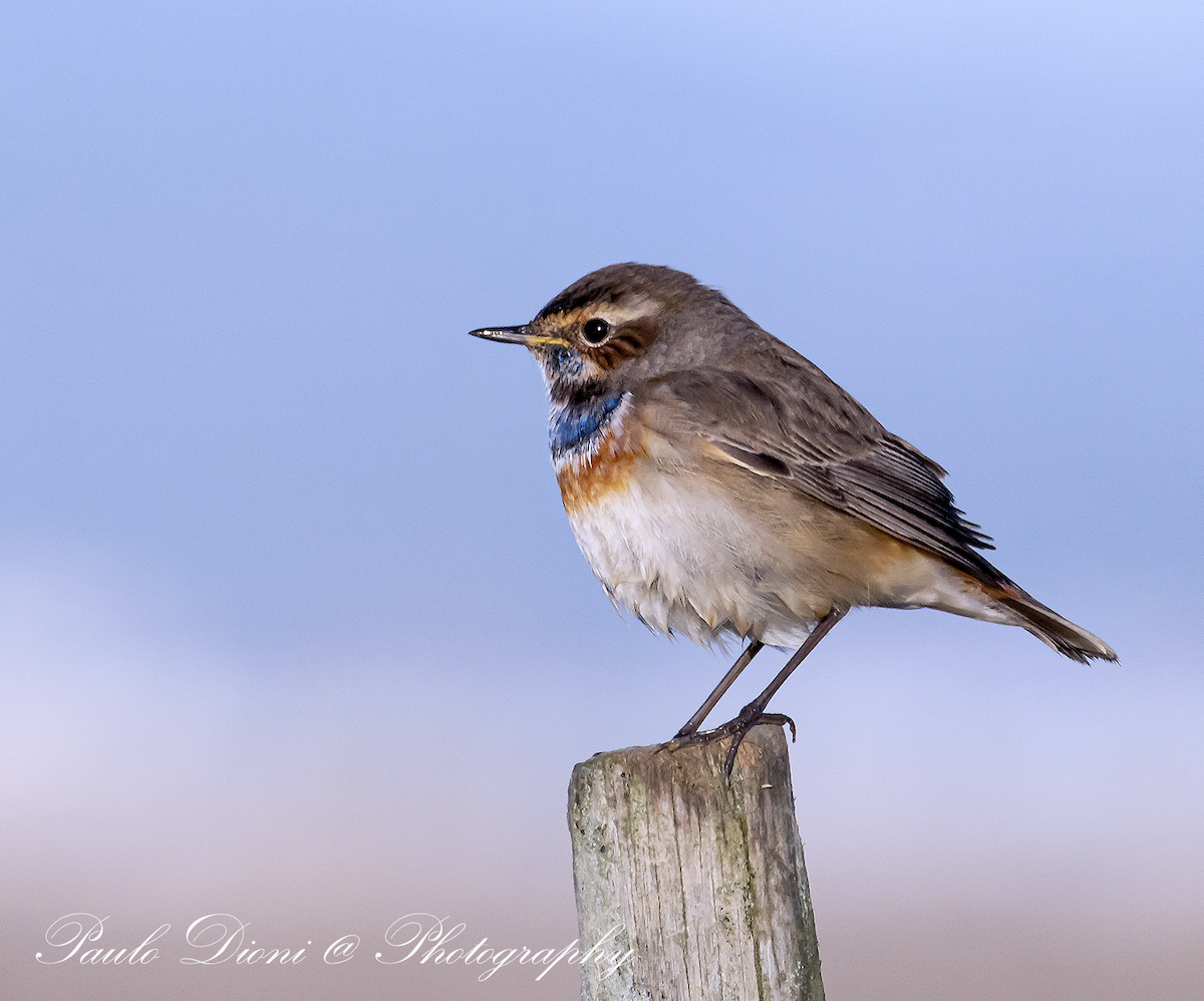 Bluethroat - ML646316658