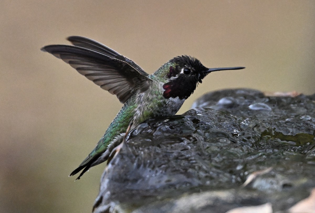 Anna's Hummingbird - ML646316659