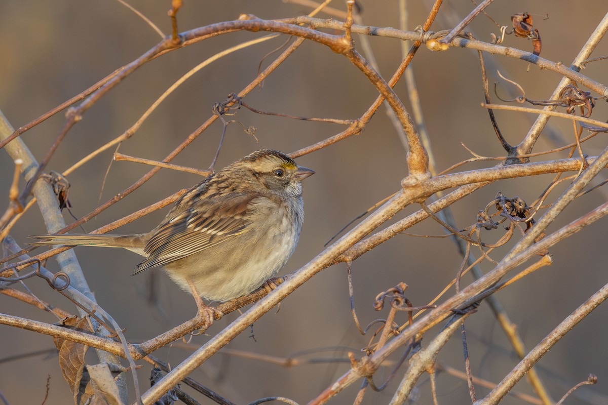 White-throated Sparrow - ML646316660