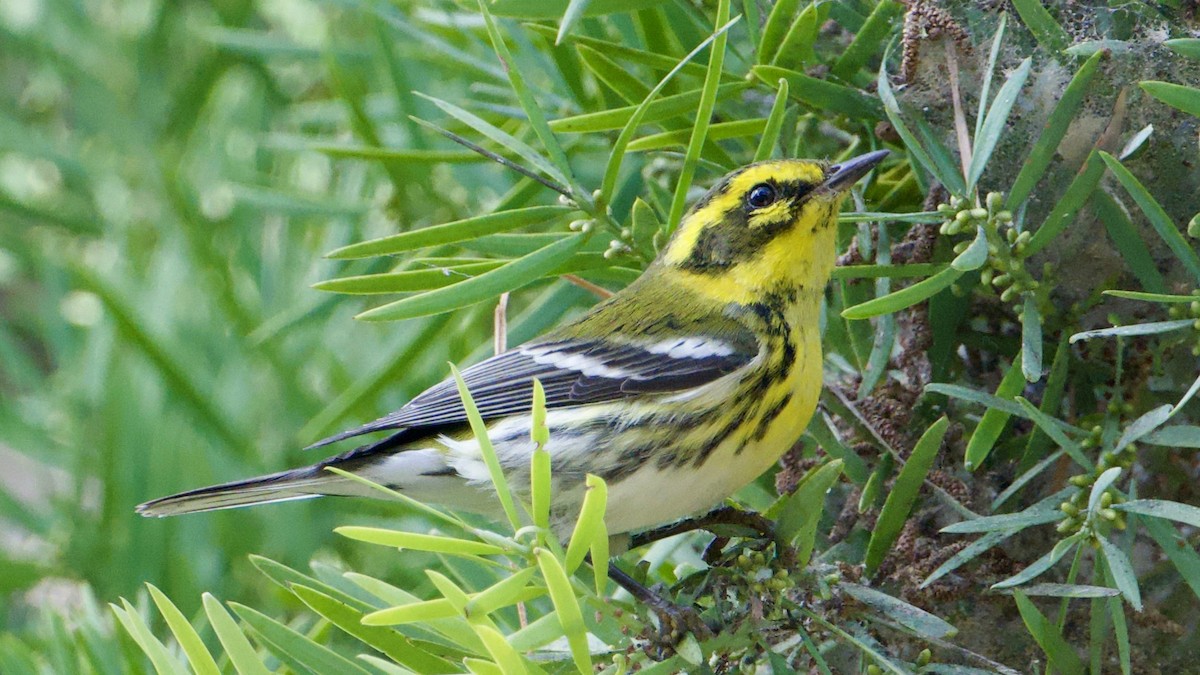 Reinita de Townsend - ML646316664