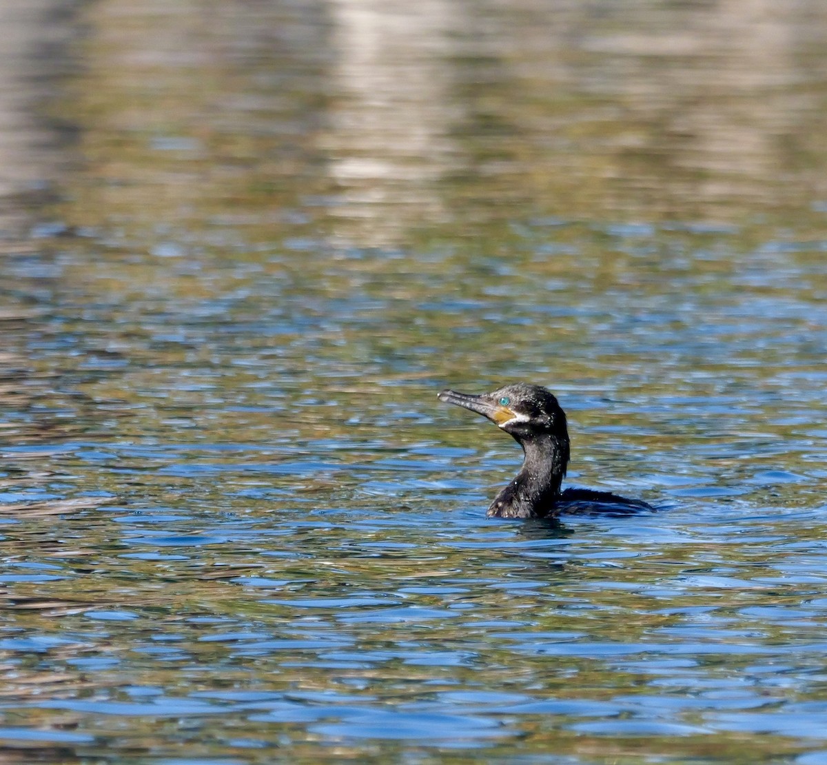 kormorán neotropický - ML646316667