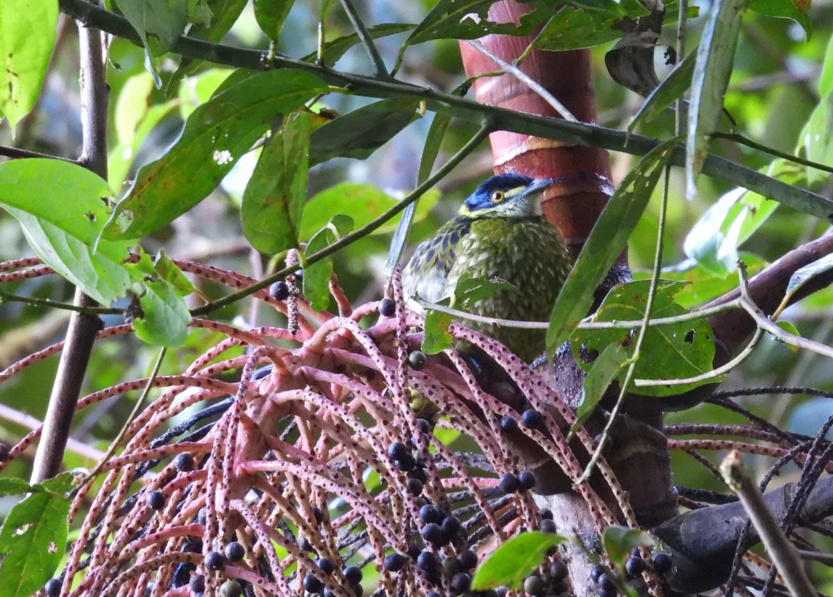 Scaled Fruiteater - ML646316675