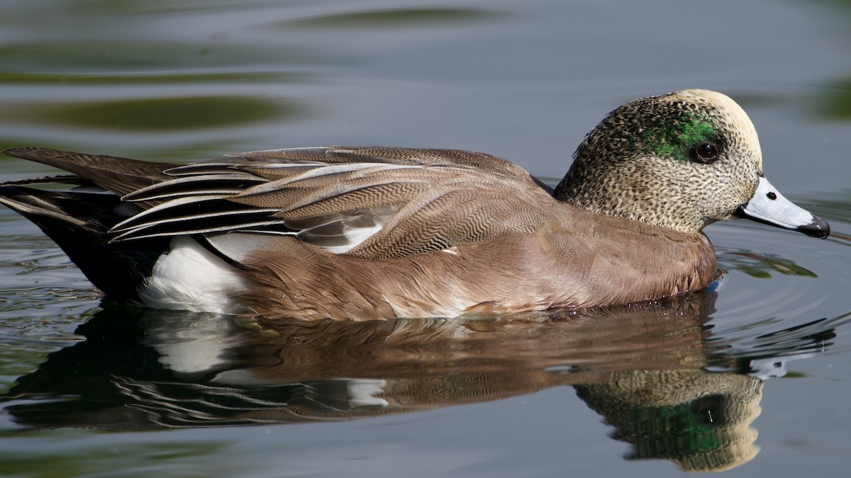 Silbón Americano - ML646316679
