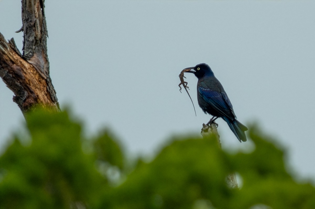 Common Grackle - ML646316681