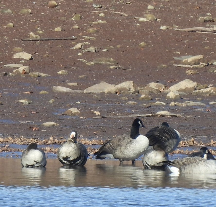 Greater White-fronted Goose - ML646316683