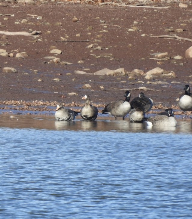 Greater White-fronted Goose - ML646316684