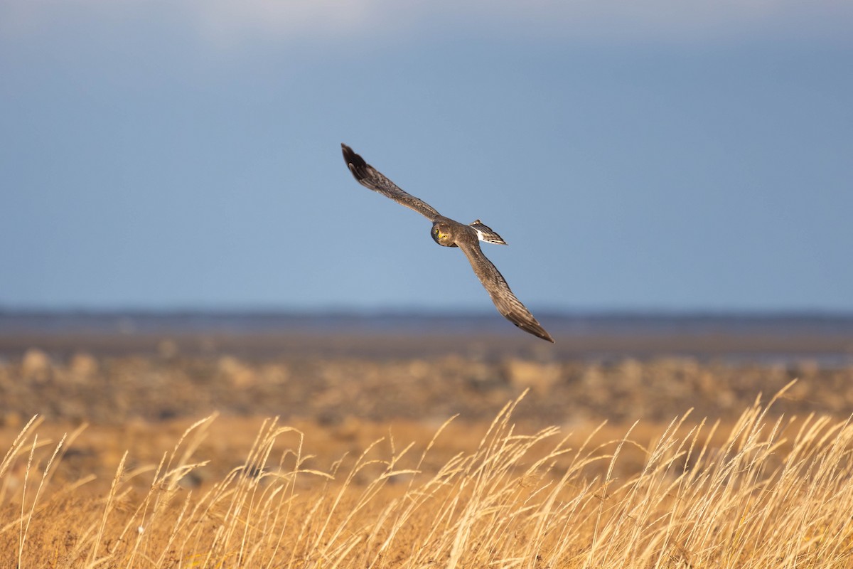 Northern Harrier - ML646316689