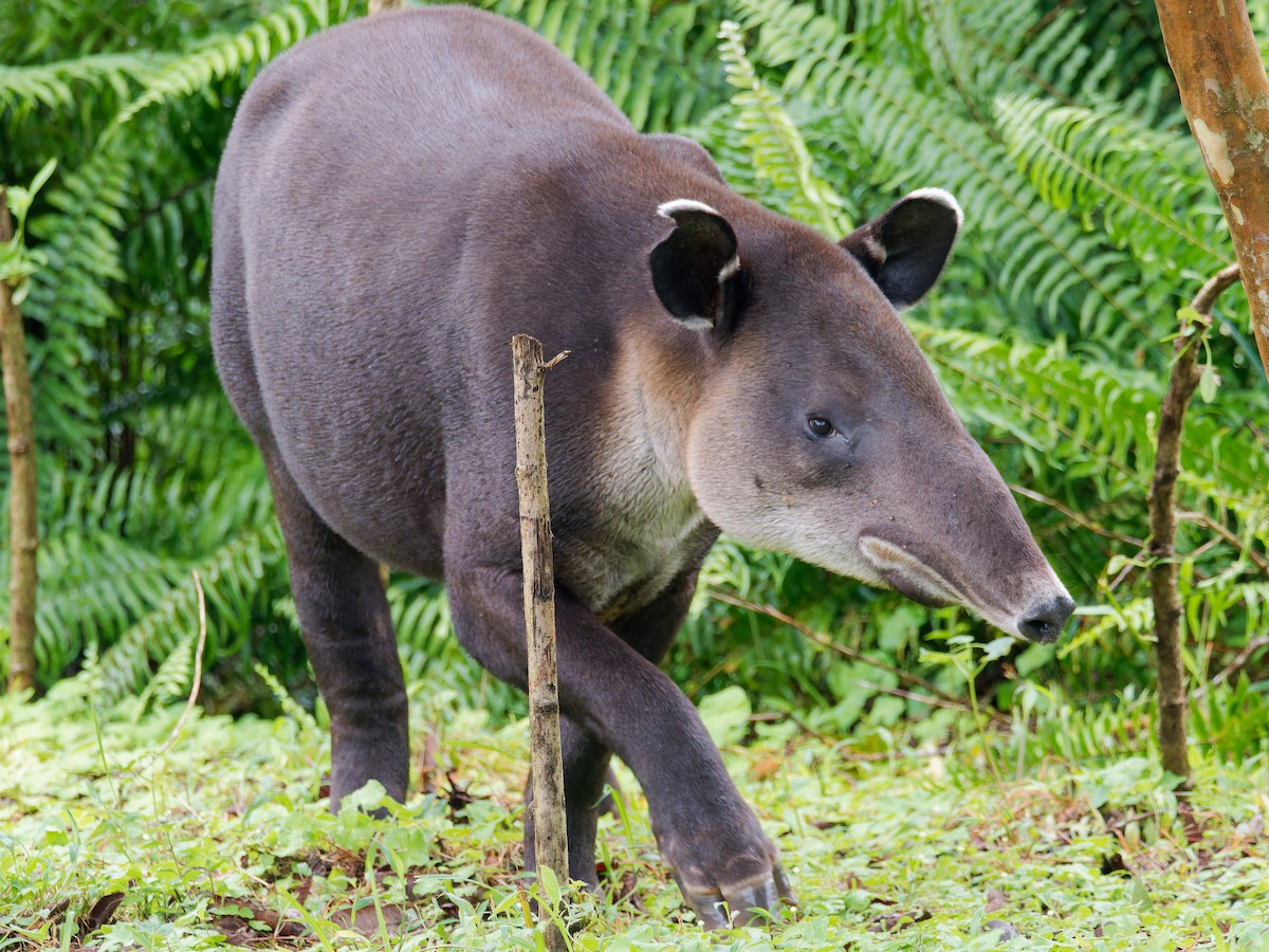 Baird's Tapir - ML646316697