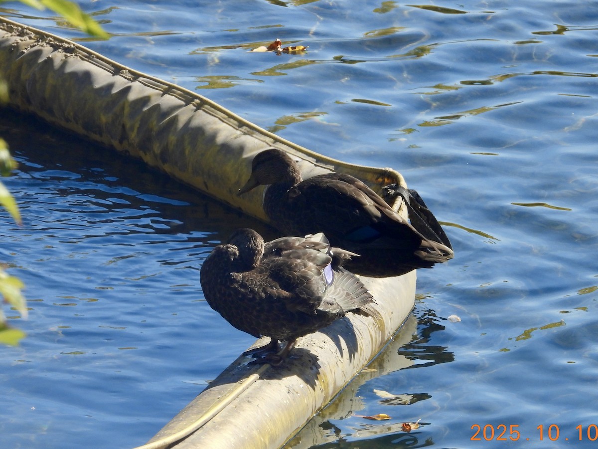 American Black Duck - ML646316701