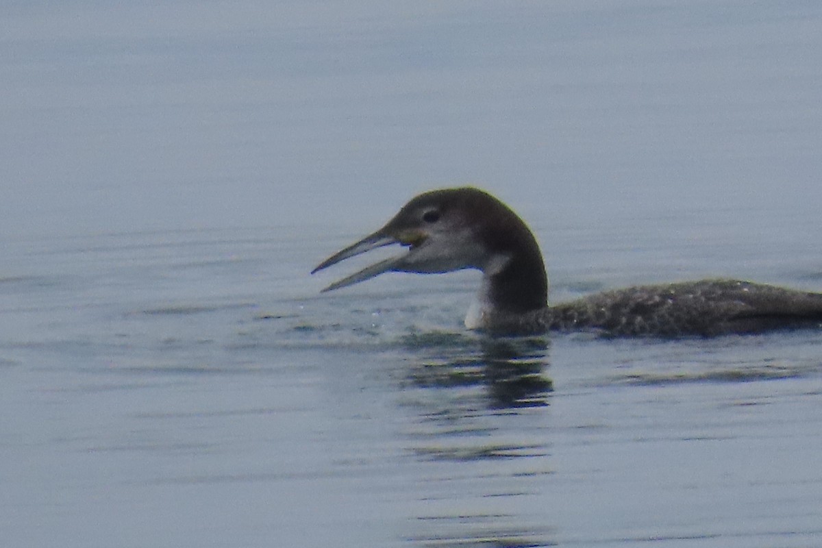 Common Loon - ML646316702