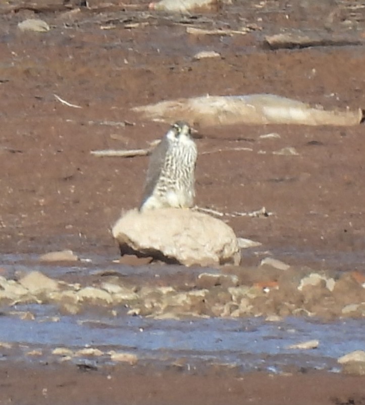 Peregrine Falcon - ML646316709