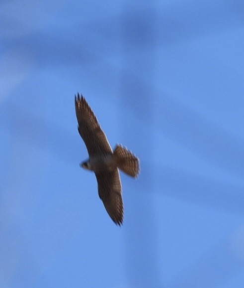 Peregrine Falcon - ML646316711