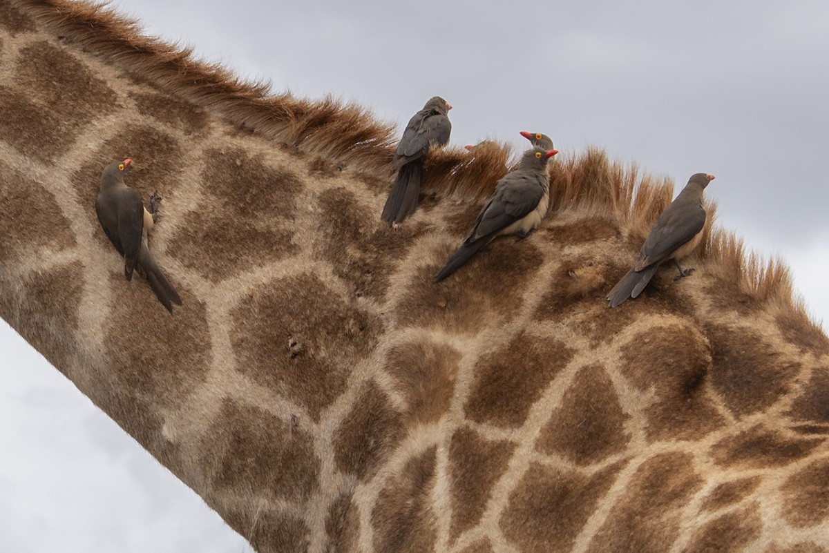 Red-billed Oxpecker - ML646316712