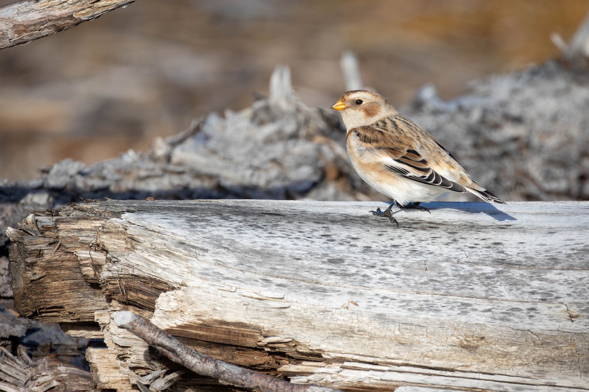Snow Bunting - ML646316726