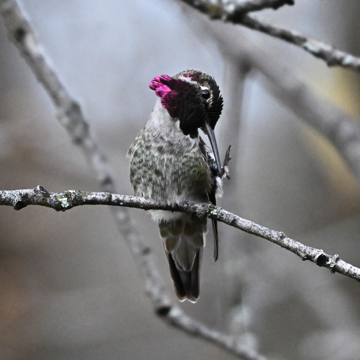Anna's Hummingbird - ML646316727