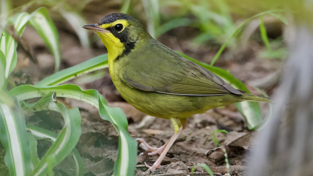 Reinita de Kentucky - ML646316728