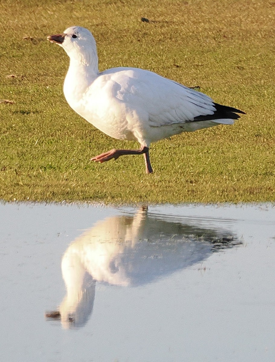 Ross's Goose - ML646316729
