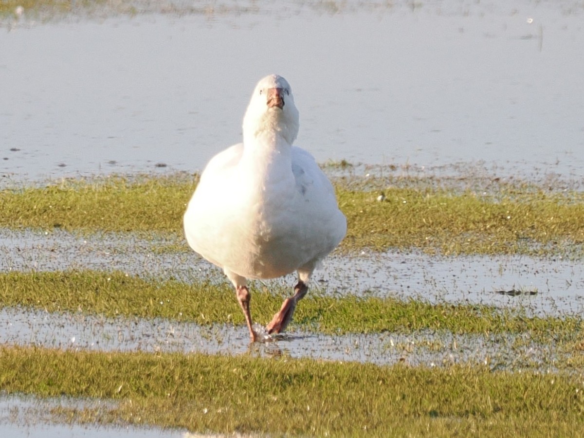 Ross's Goose - ML646316730
