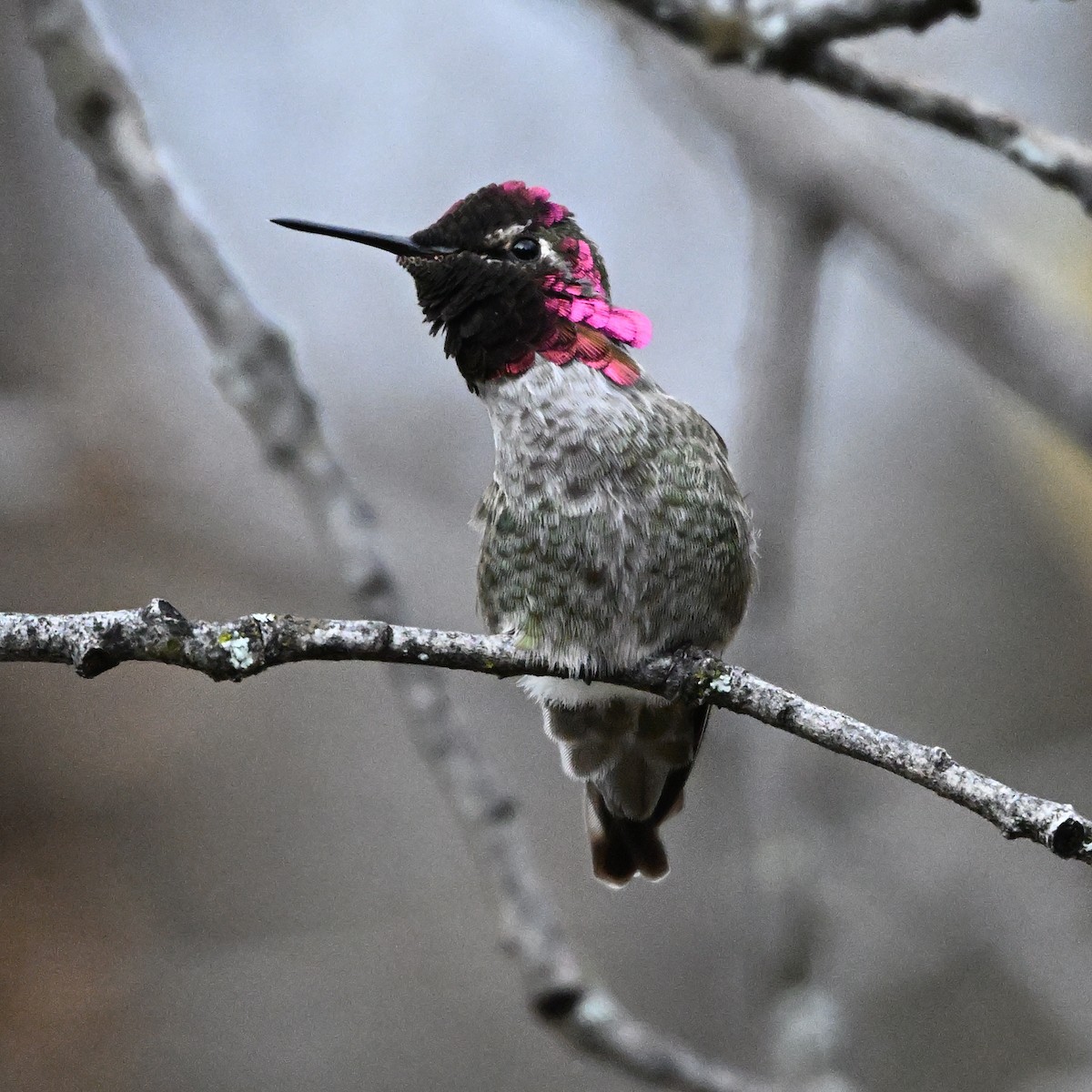 Anna's Hummingbird - ML646316740