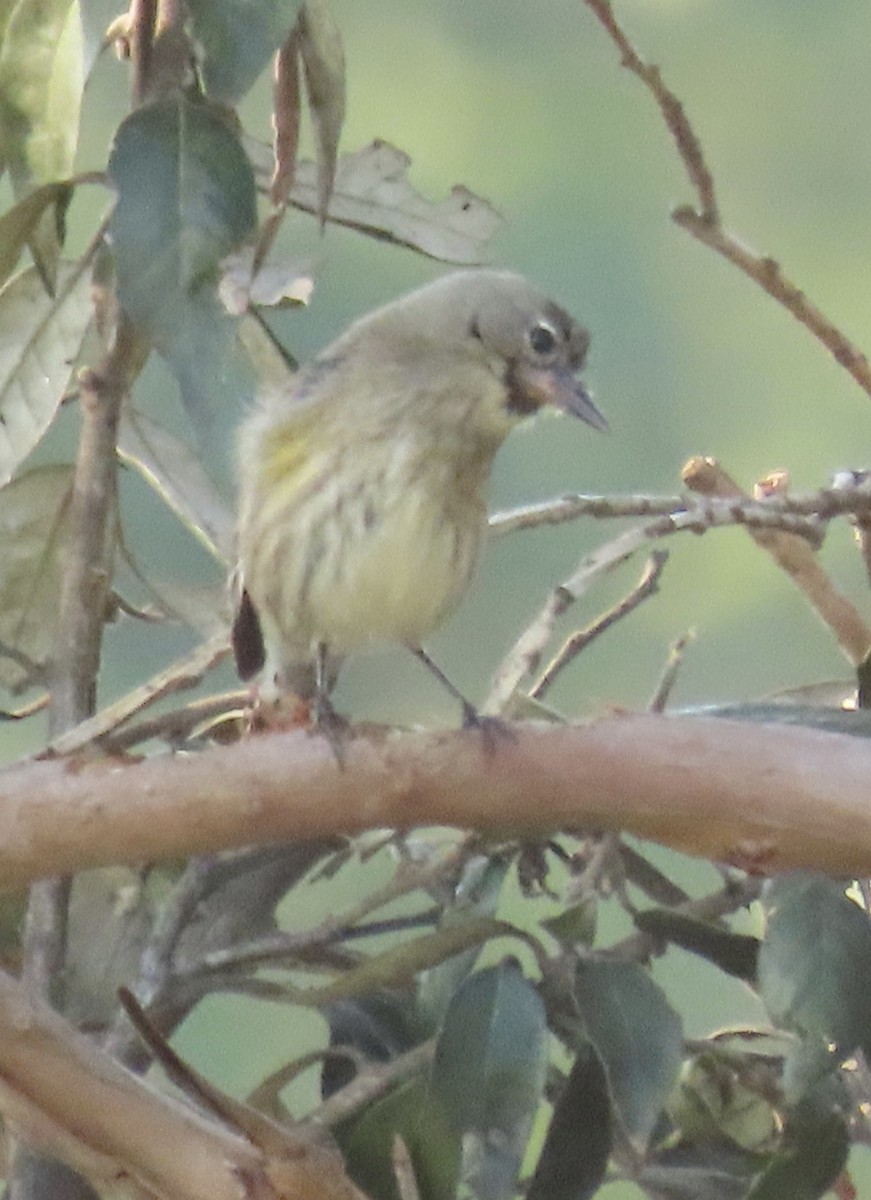 סבכון בלתי-מזוהה - ML646316746