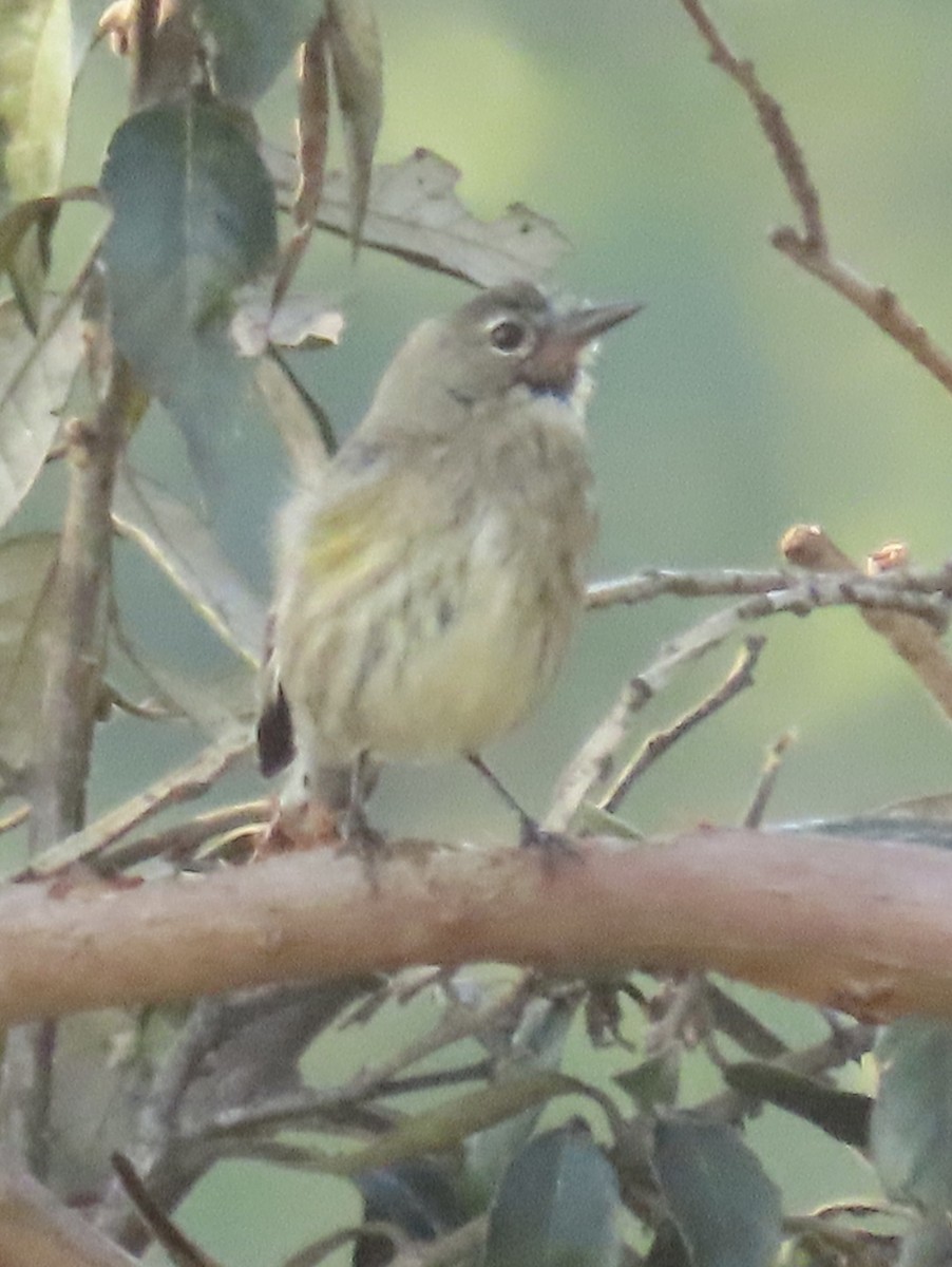 סבכון בלתי-מזוהה - ML646316750