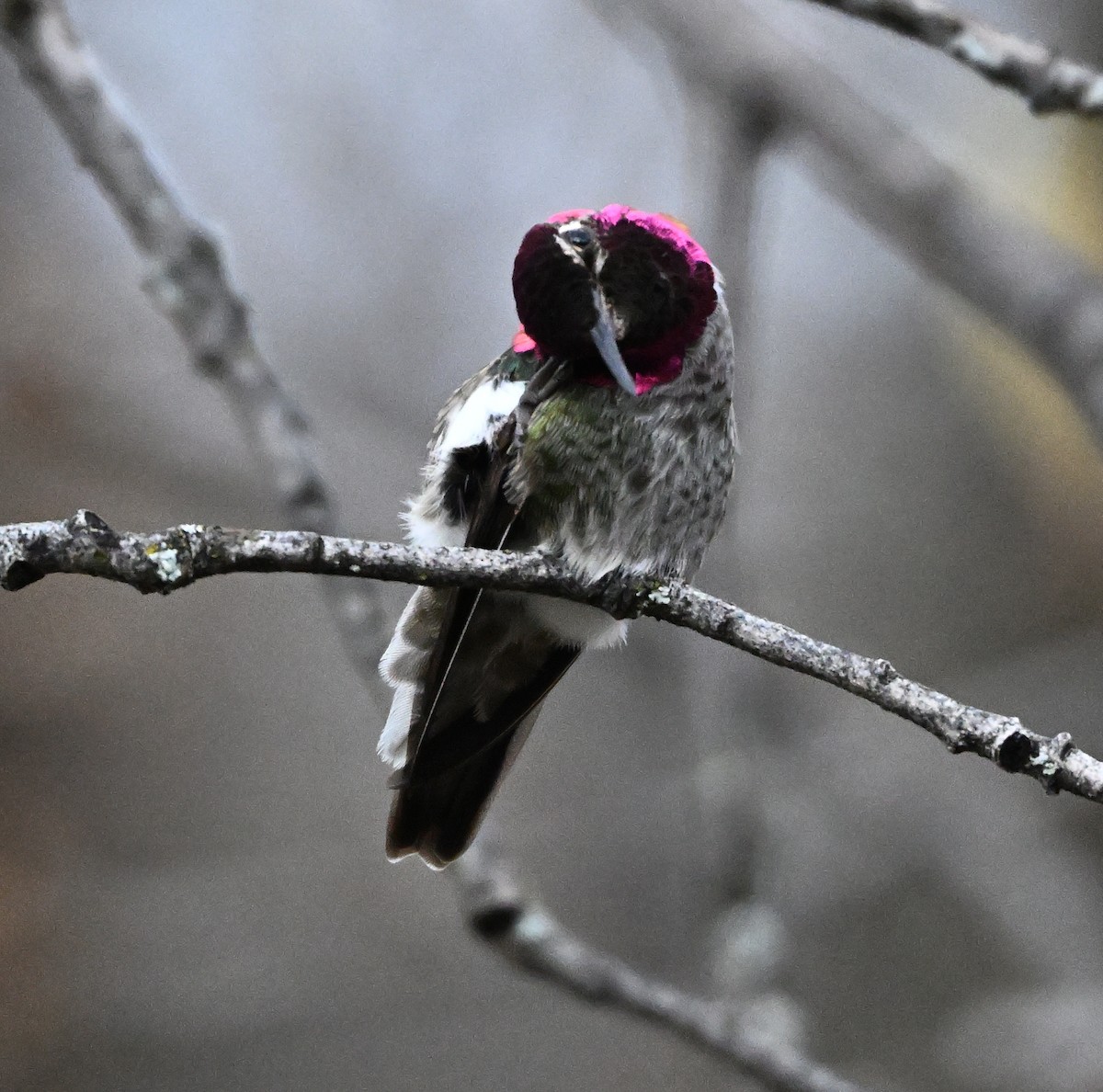 Anna's Hummingbird - ML646316752