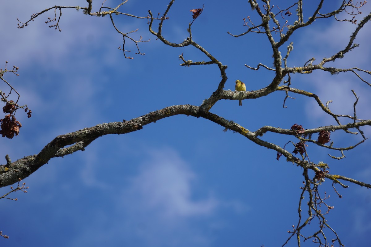 גיבתון משוכות - ML646316755