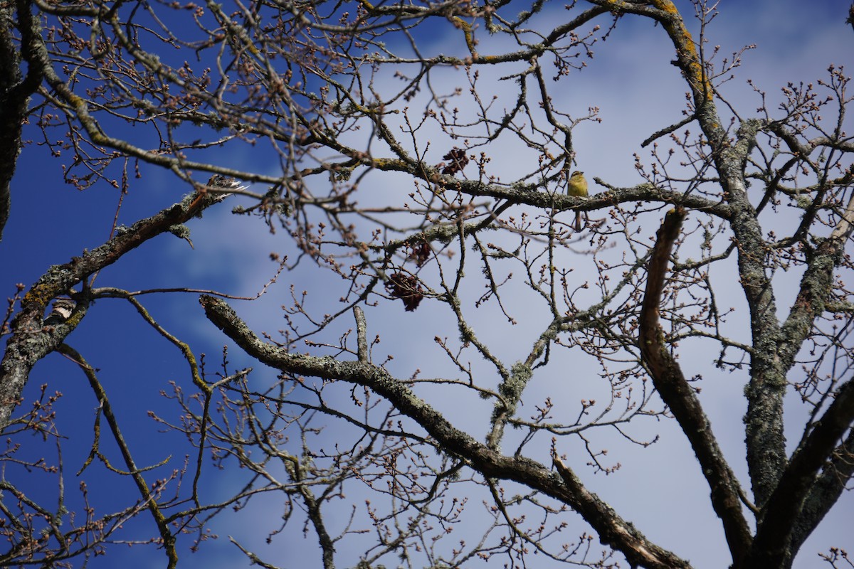 גיבתון משוכות - ML646316757