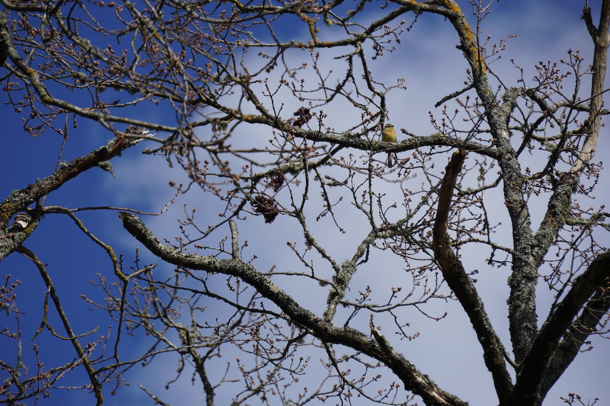 גיבתון משוכות - ML646316758