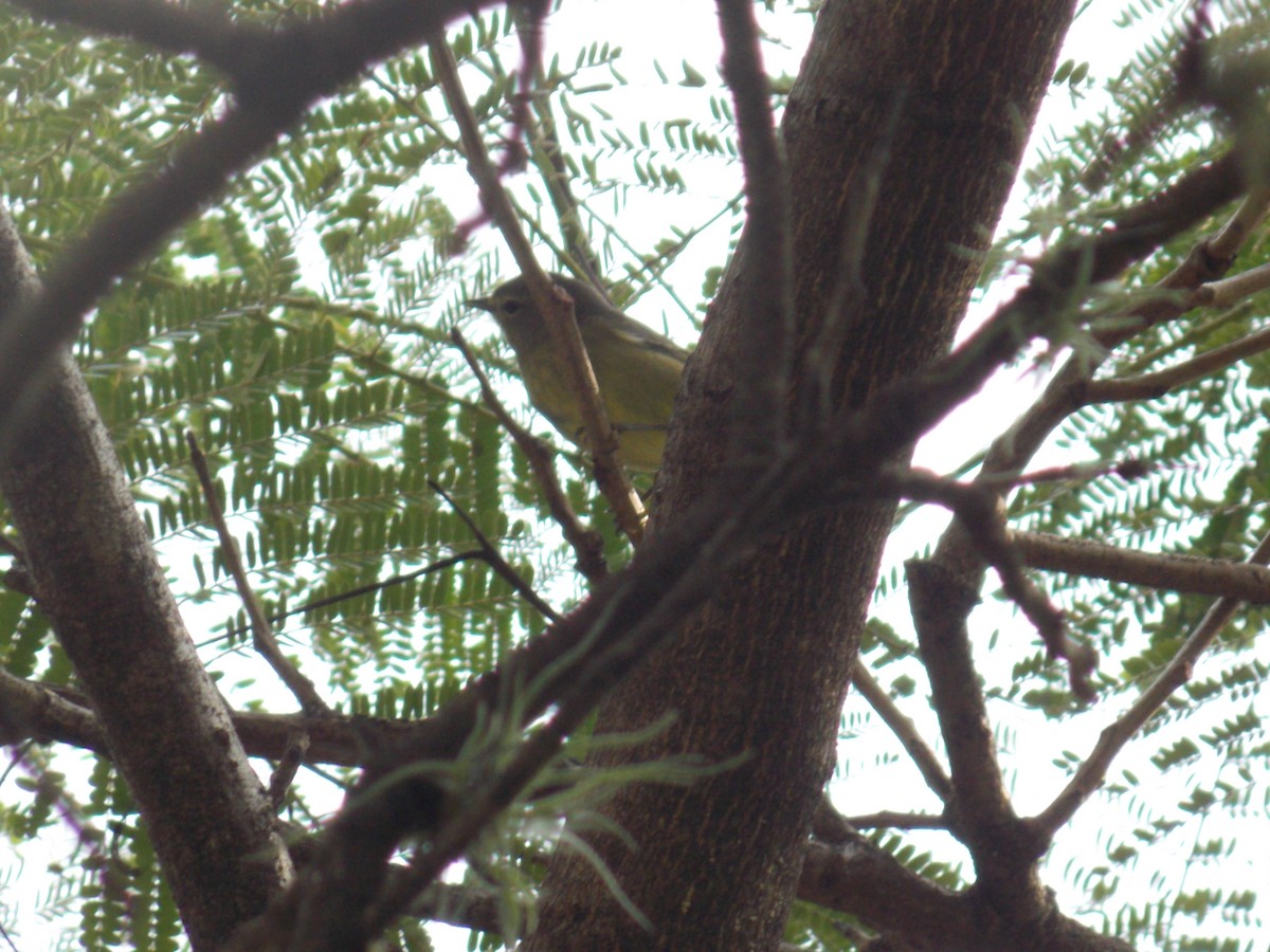 Orange-crowned Warbler - ML646316759