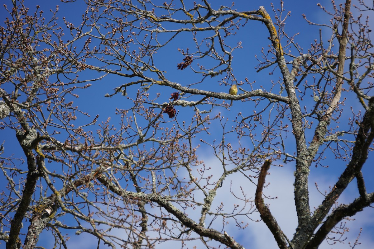 גיבתון משוכות - ML646316760