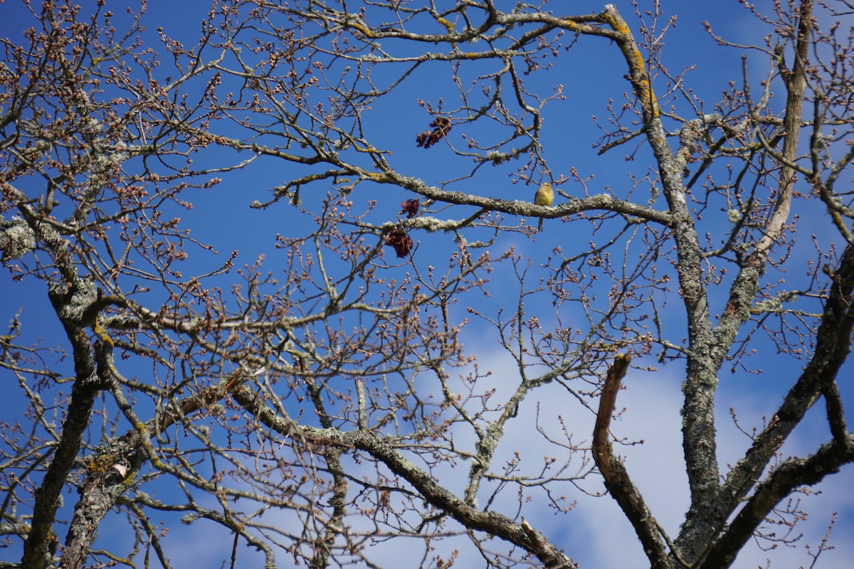 גיבתון משוכות - ML646316761
