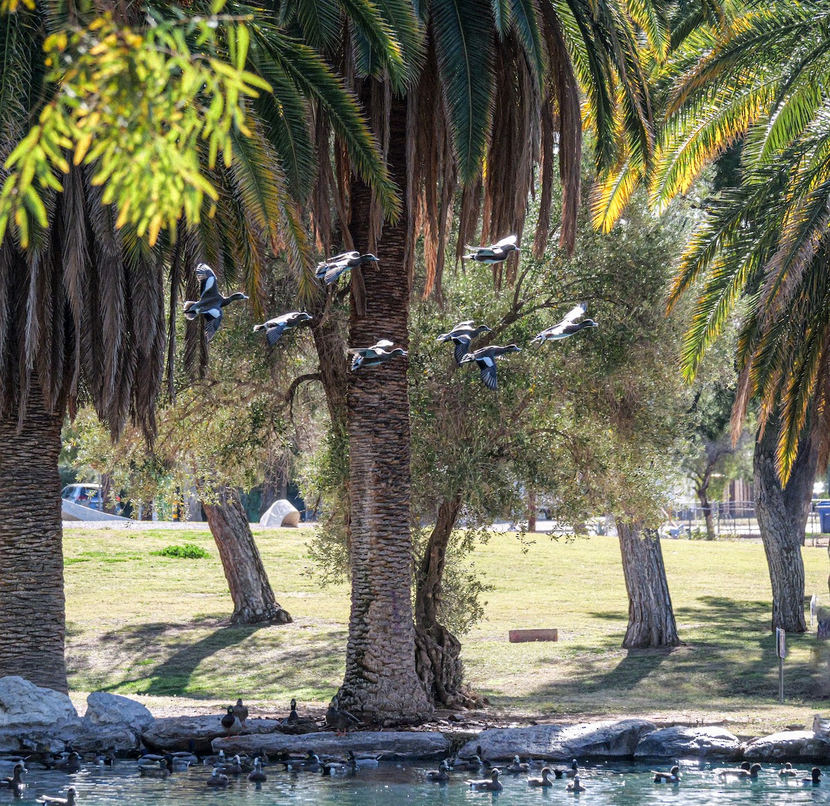 ברווז אמריקני - ML646316762